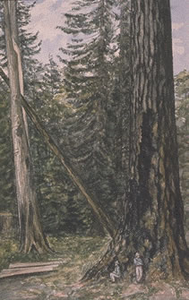 [ Fir Tree, Salt Spring Island, 1887 ]