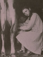 [ Betty Dunnell Milking at Bullock's Farm ]