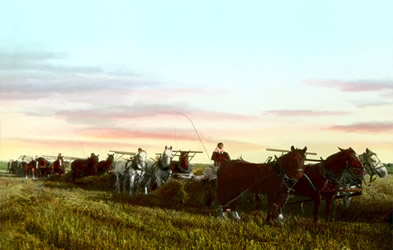 [ Une femme conduit une batteuse à grain tirée par des chevaux en Saskatchewan., Alexandra Korcini, Doukhobor Discovery Centre, Castlegar, BC B-167 ]