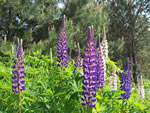 Lupins en Nouvelle-cosse