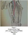 Anatomie de la cuisse