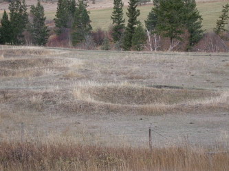 [ Pithouses near Fraser, Depressions left by Aboriginal semi-subterranean 