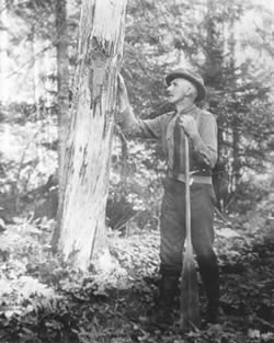 [ Mark Robinson examines marks on tree ]