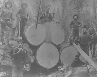[ Logging white pine ]