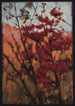 rable rouge en automne