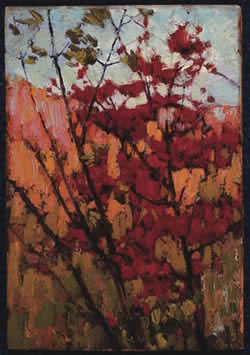 [ Soft Maple in Autumn ]