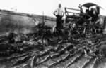 The Doukhobor commune was known for using the latest technology, here a steam plow to break prairie soil