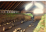 Le plancher excav du hall  Stng, Islande