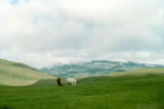La belle verdure de la Valle de Qorlortoq