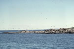 Oiseaux survolant LAnse aux Meadows