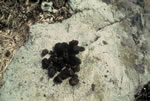 Minerai de tourbire