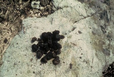 Bog Ore