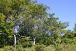 Noyers cendrs au bord de la rivire Miramichi