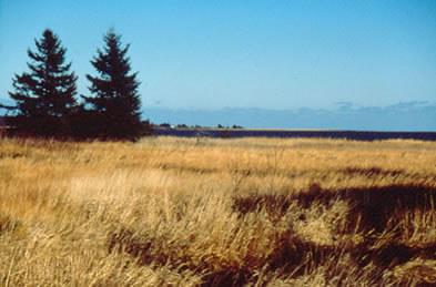 American Dune Grass