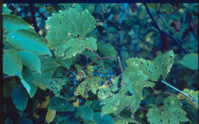 [ Wild Grapes ]