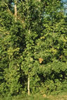 Vignes sauvages