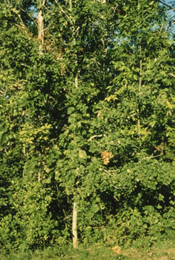 Wild Grapevines