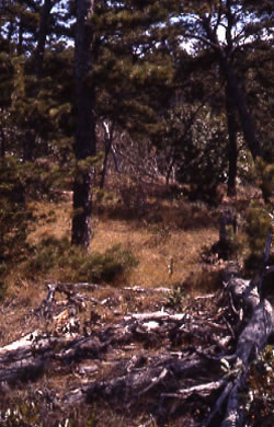 Presumed house site