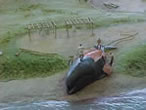 Dpeage dune baleine