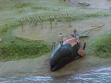 Dpeage d’une baleine