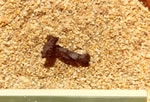 Fragment d'un clou de bateau. 