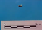 Fragment en cuivre plaqu